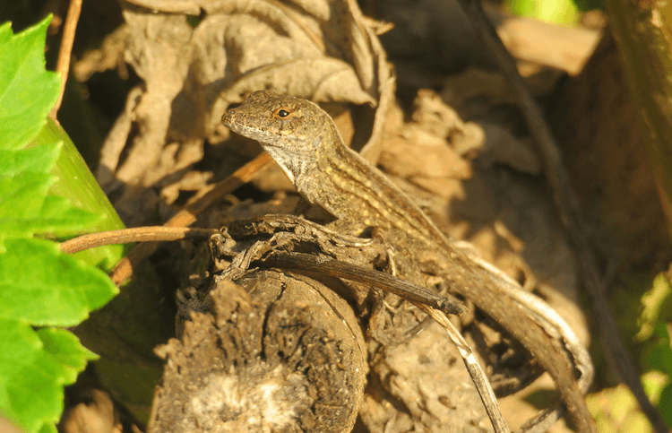 Florida Lizards: 25 Most Common Species & Their Photos