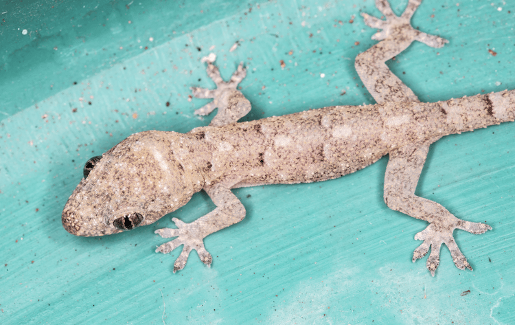 Florida Lizards: 25 Most Common Species & Their Photos