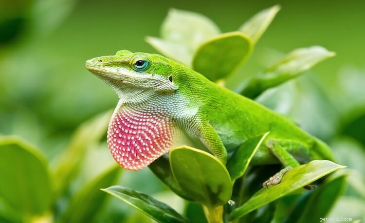 Florida Lizards: 25 Most Common Species & Their Photos