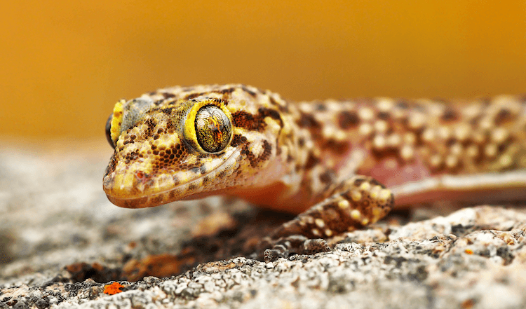 Florida Lizards: 25 Most Common Species & Their Photos