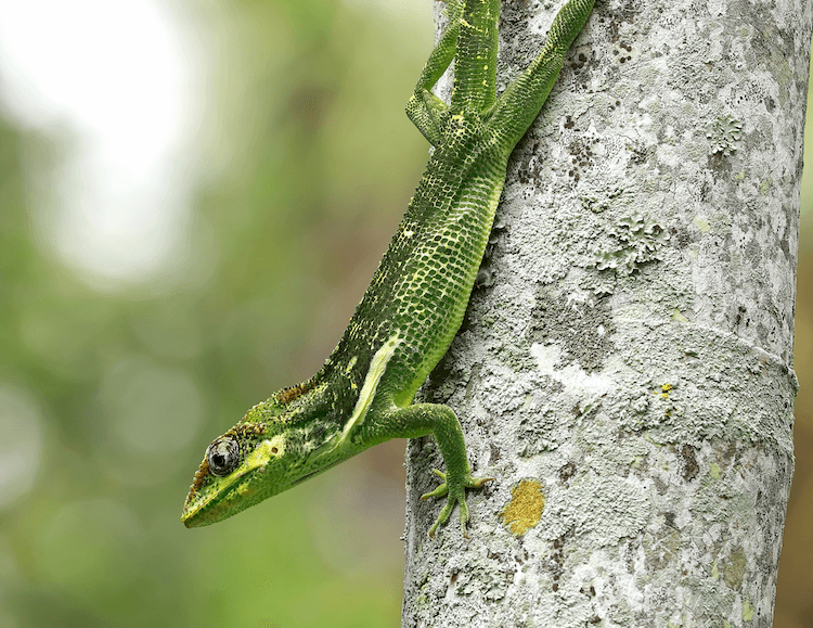 Florida Lizards: 25 Most Common Species & Their Photos