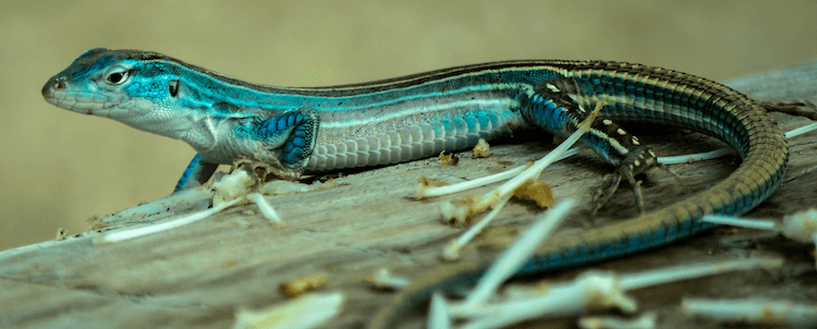Florida Lizards: 25 Most Common Species & Their Photos