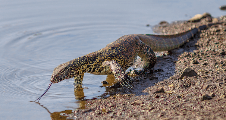 Florida Lizards: 25 Most Common Species & Their Photos