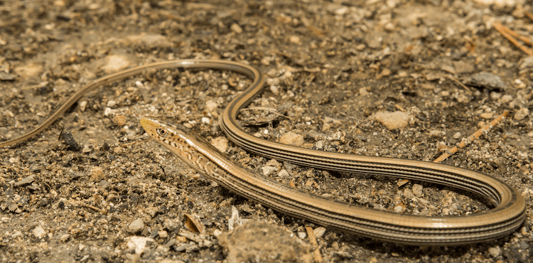 Florida Lizards: 25 Most Common Species & Their Photos
