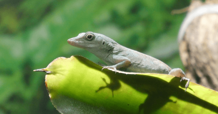 Florida Lizards: 25 Most Common Species & Their Photos