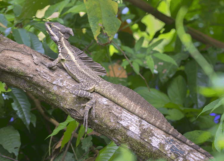 Florida Lizards: 25 Most Common Species & Their Photos