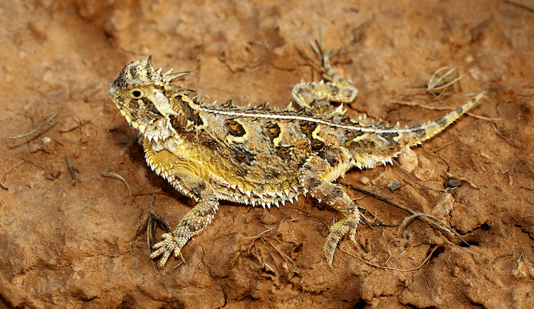 Florida Lizards: 25 Most Common Species & Their Photos