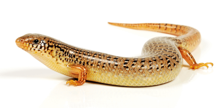 Florida Lizards: 25 Most Common Species & Their Photos