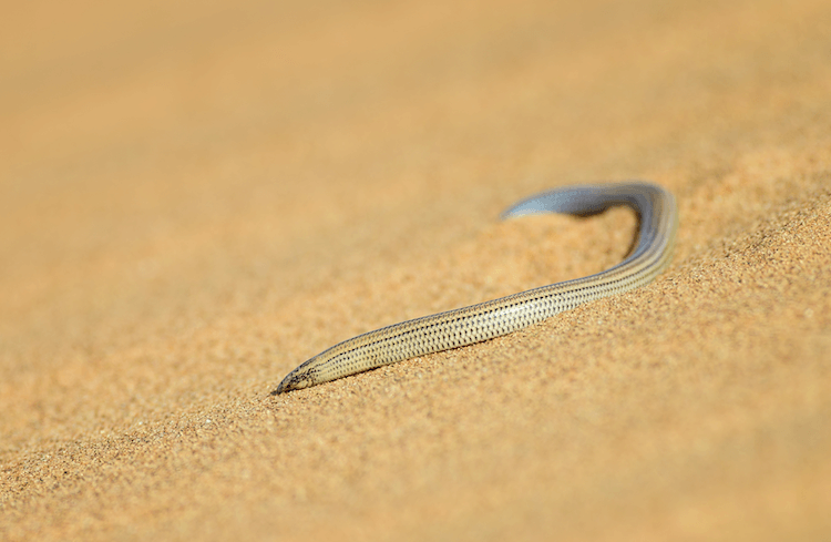 Florida Lizards: 25 Most Common Species & Their Photos