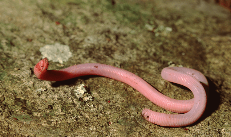 Florida Lizards: 25 Most Common Species & Their Photos