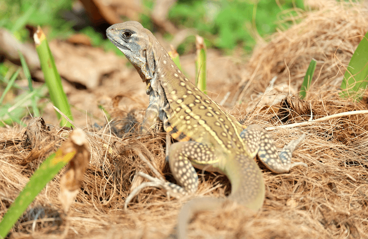 Florida Lizards: 25 Most Common Species & Their Photos