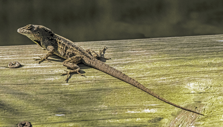 Florida Lizards: 25 Most Common Species & Their Photos