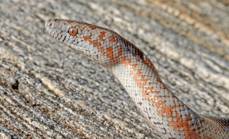 30 Adorable Snake Species That Will Brighten Your Day