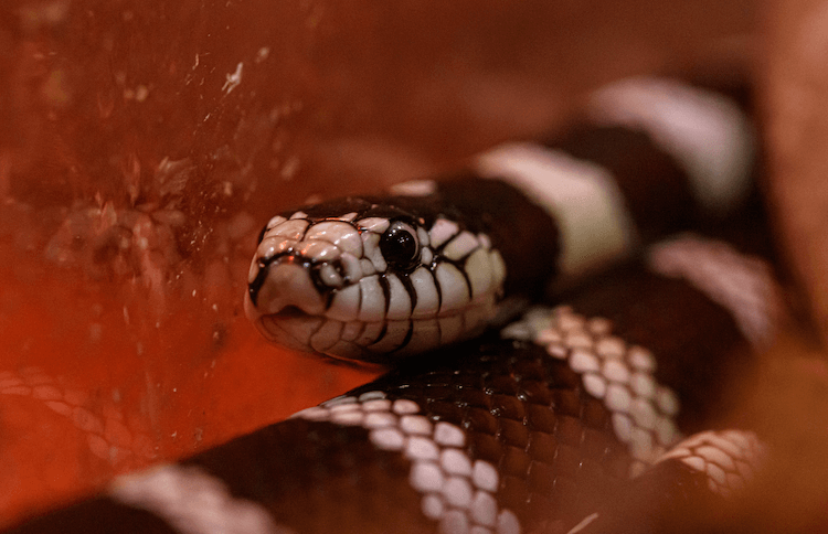 30 Adorable Snake Species That Will Brighten Your Day
