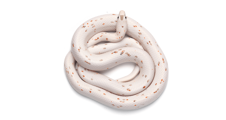 30 Adorable Snake Species That Will Brighten Your Day