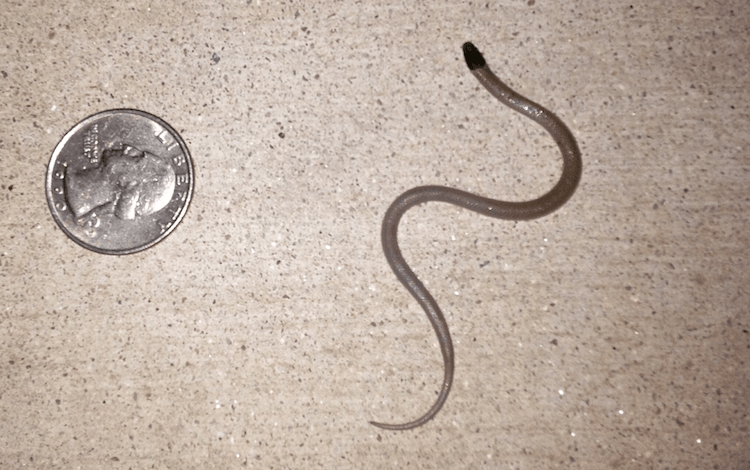 30 Adorable Snake Species That Will Brighten Your Day