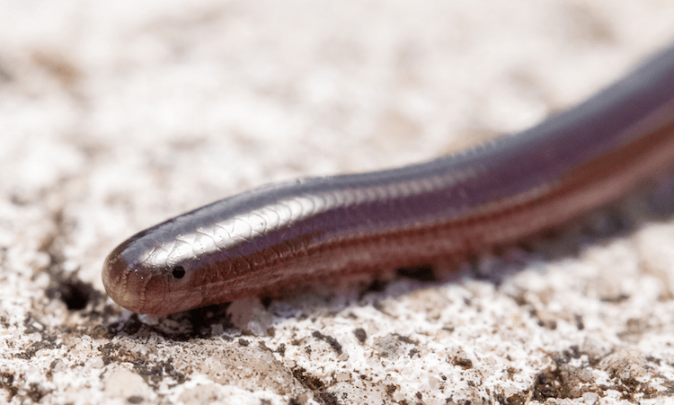 30 Adorable Snake Species That Will Brighten Your Day