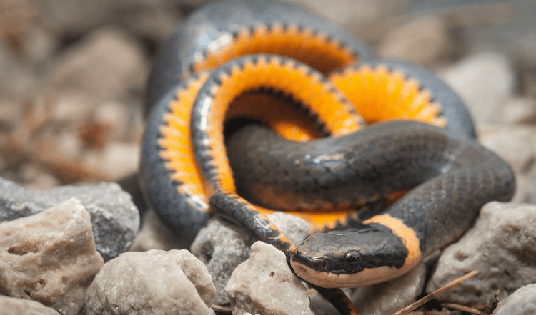 30 Adorable Snake Species That Will Brighten Your Day