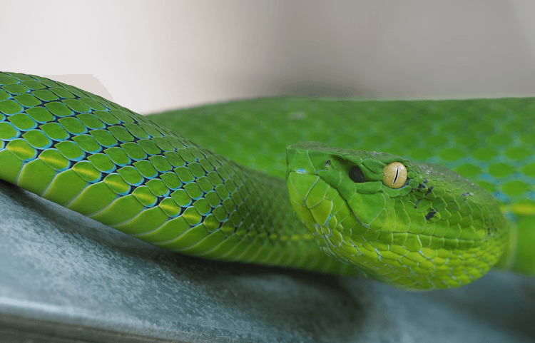 30 Adorable Snake Species That Will Brighten Your Day