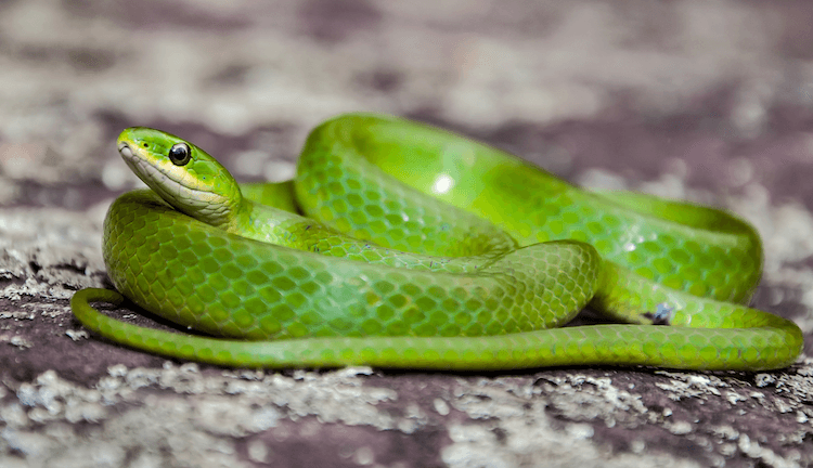 30 Adorable Snake Species That Will Brighten Your Day