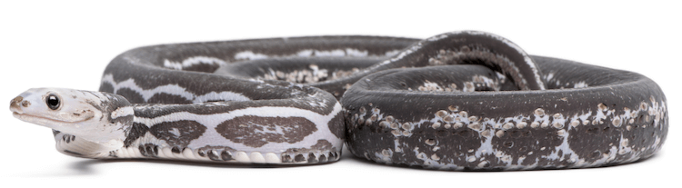 30 Adorable Snake Species That Will Brighten Your Day