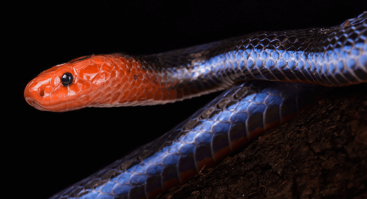 30 Adorable Snake Species That Will Brighten Your Day