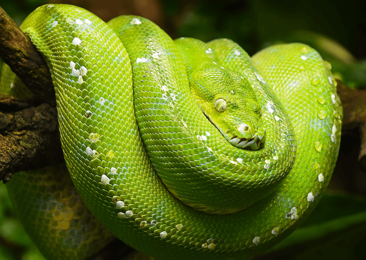 30 Adorable Snake Species That Will Brighten Your Day
