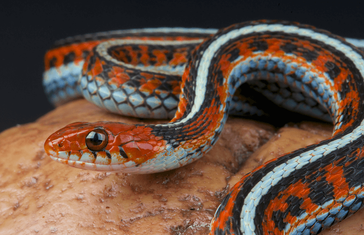 30 Adorable Snake Species That Will Brighten Your Day