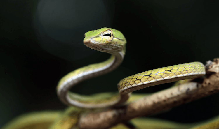 30 Adorable Snake Species That Will Brighten Your Day