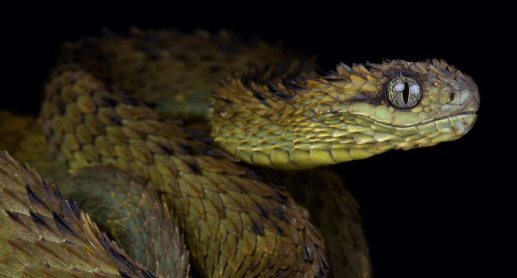 30 Adorable Snake Species That Will Brighten Your Day