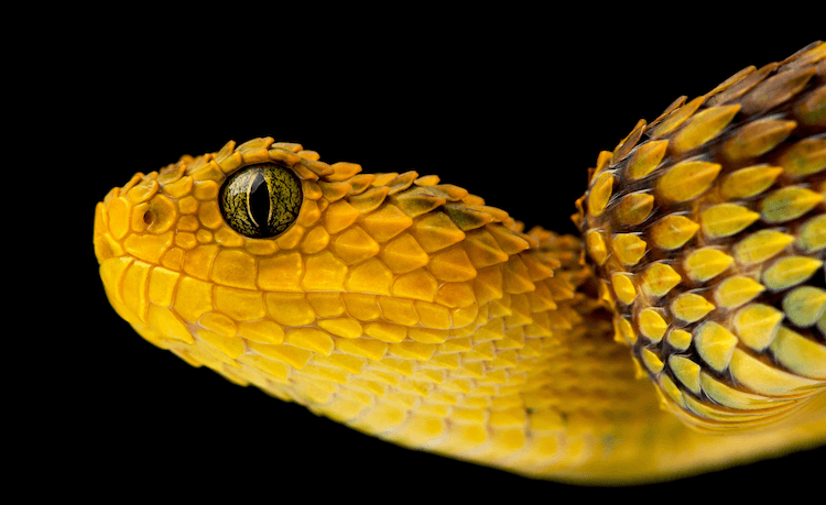 30 Adorable Snake Species That Will Brighten Your Day