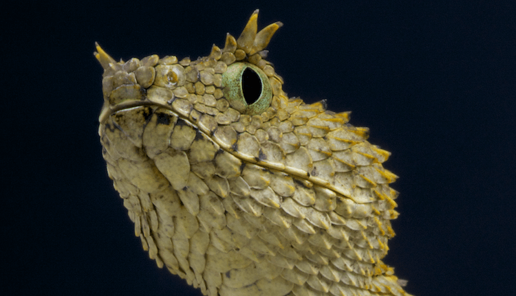 30 Adorable Snake Species That Will Brighten Your Day