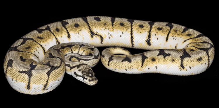 30 Adorable Snake Species That Will Brighten Your Day