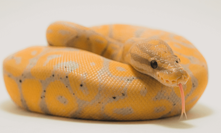 30 Adorable Snake Species That Will Brighten Your Day