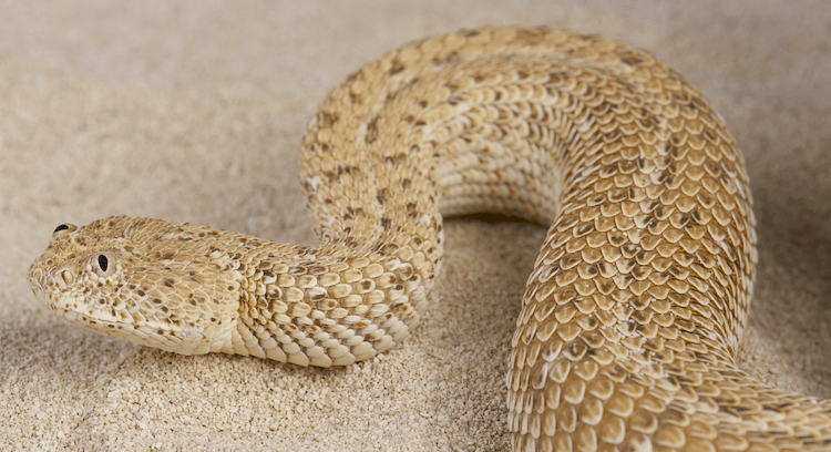 30 Adorable Snake Species That Will Brighten Your Day