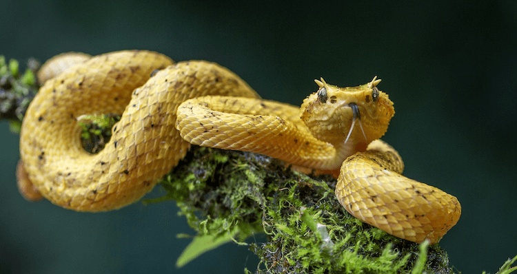 30 Adorable Snake Species That Will Brighten Your Day