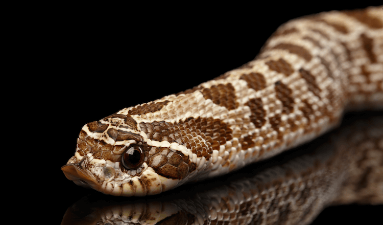 30 Adorable Snake Species That Will Brighten Your Day