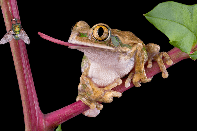 Frog Diet 101: What They Eat, Feeding Chart & Nutrition Guide