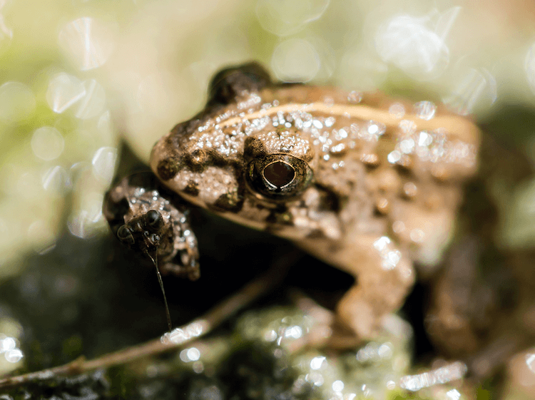Frog Diet 101: What They Eat, Feeding Chart & Nutrition Guide