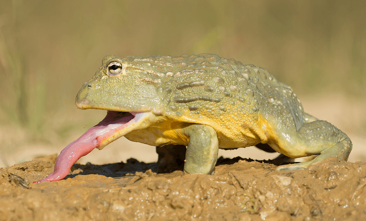 Frog Diet 101: What They Eat, Feeding Chart & Nutrition Guide