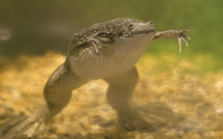 Frog Diet 101: What They Eat, Feeding Chart & Nutrition Guide