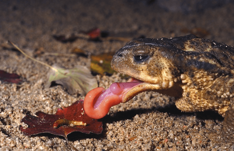 Frog Diet 101: What They Eat, Feeding Chart & Nutrition Guide