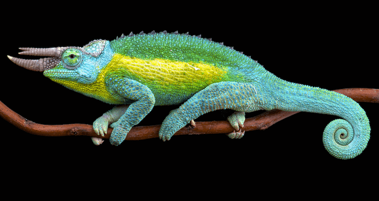 Chameleon Pricing Guide: Species Costs & Setup Expenses