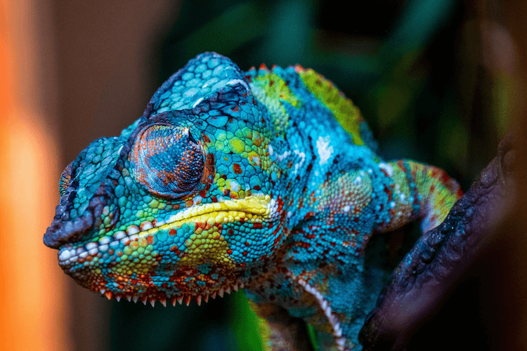 Chameleon Pricing Guide: Species Costs & Setup Expenses