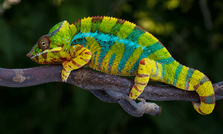 Chameleon Pricing Guide: Species Costs & Setup Expenses