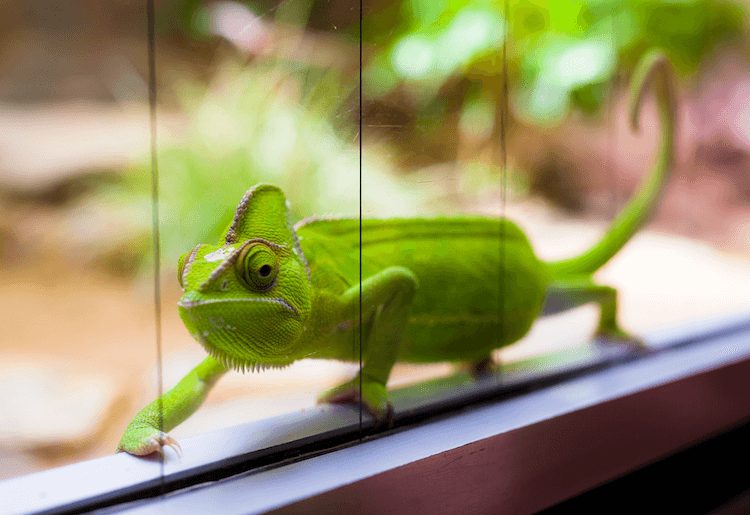 Chameleon Pricing Guide: Species Costs & Setup Expenses