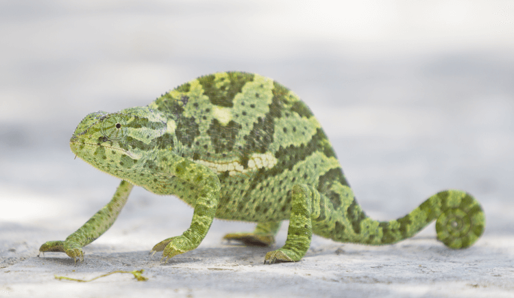 Chameleon Pricing Guide: Species Costs & Setup Expenses