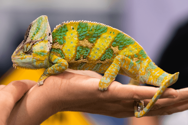 Chameleon Pricing Guide: Species Costs & Setup Expenses
