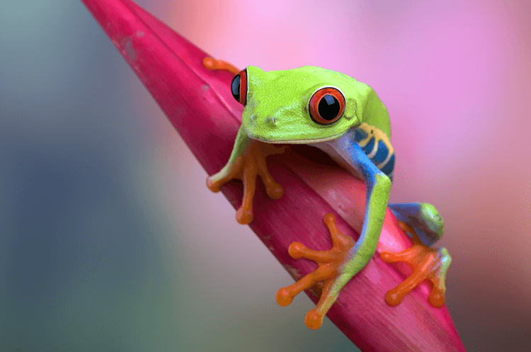 Amphibians vs. Reptiles: 7 Key Differences You Need to Know