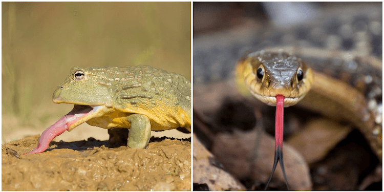 Amphibians vs. Reptiles: 7 Key Differences You Need to Know